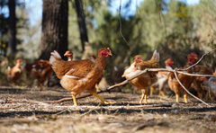 Løgismose kyllingen lever i fuld frihed i de sydfranske skove ved Pyrenæerne og er af den franske race 'cou nu', som betyder 'nøgenhals' på dansk.
