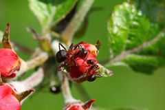 Skovmyrerne, der blev flyttet fra skoven til en æbleplantage, reducerede æblesygdomme i plantagen. (Foto: Jens Henrik Petersen)