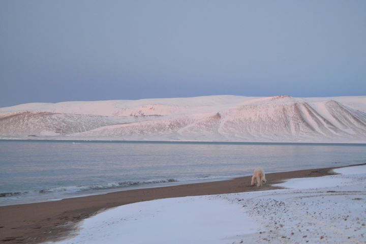 En af isbjørnene, som blev skræmt væk fra Ittoqqortoormiit i 2017 - Credits: WWF Verdensnaturfonden