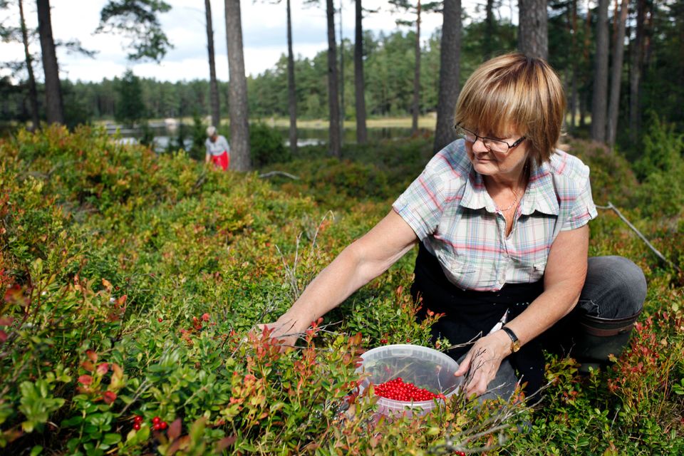 Kvinde plukker tyttebær i Smålands skove