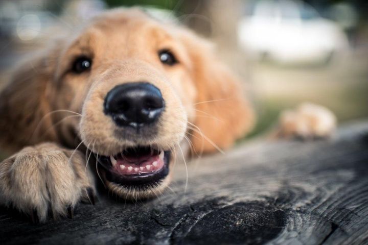 Under halvdelen af hundeejere vælger deres hund på baggrund af racens sundhed. Det kan blive en dyr omgang, især hvis man ikke har købt en sygeforsikring til sin hund. 
Billedet kan frit bruges ved omtale af artiklen.