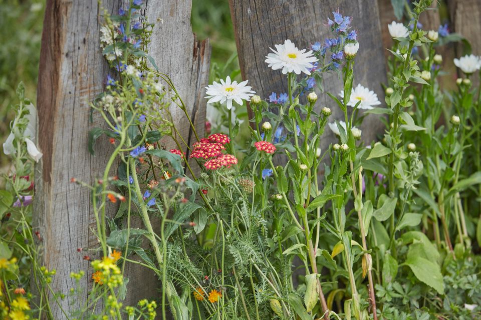 Cph Garden 2019_06 Foto Martin Sølyst