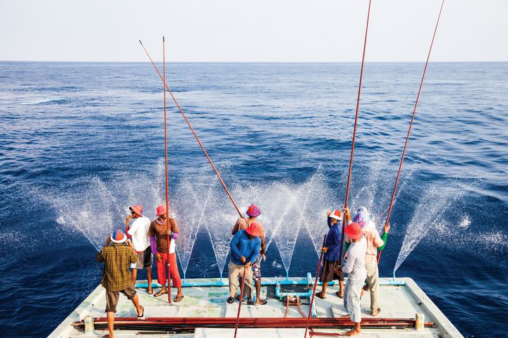 Bæredygtigt 'pole and line' fiskeri ved Maldiverne