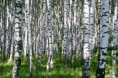 Astma-Allergi Danmark har i dag fundet de første birkepollen i pollenfælderne. Foto: Colourbox