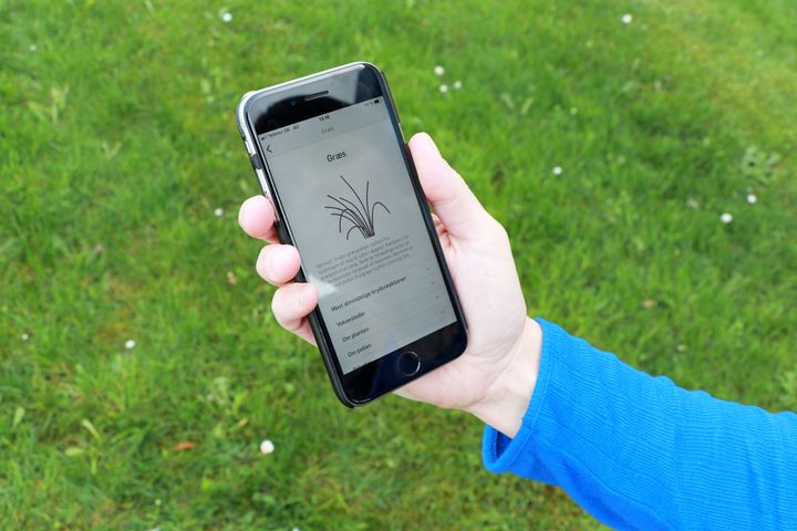 Hold øje med pollenniveauet for græs med appen Dagens Pollental. Foto: Astma-Allergi Danmark