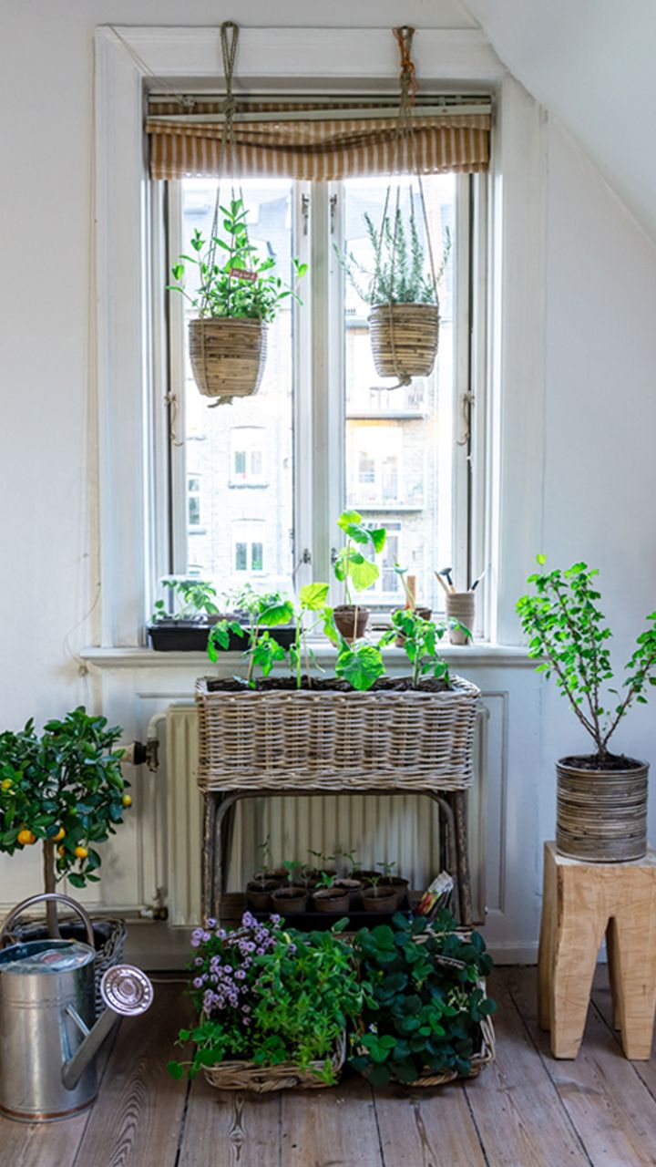 Vil du dyrke køkkenhave i vindueskarmen, er lysindfaldet vigtigt, og vinduer med morgensol er at foretrække. Foto: PR.