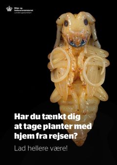 Postkort der bliver delt ud til rejsende i lufthavnene.