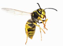 Global opvarmning vil føre til, at hvepse vil trives bedre i det danske klima. Foto: PR.