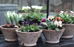 Hornviol, stedmoderblomst, bellis, primula og forglemmigej er blomstersorter, der alle kan klare årstidens skiftende vejrtyper. Foto: PR.