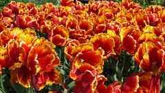 Man kan opleve op imod 50.000 tulipaner i Jesperhus Blomsterpark