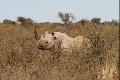 Copyright: Gavin Lautenbach / WWF