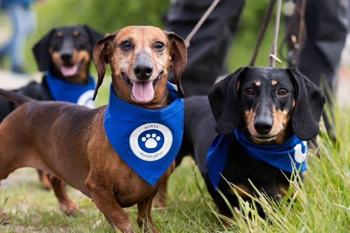 Næsten 5.500 hunde og deres ejere deltog i weekenden i den årlige Agria Hundegåtur, hvilket betyder, at Dyreværnets hjemløse hunde kan se frem til at modtage 50.000 kroner.
Foto kan frit benyttes ved omtale af artiklen.