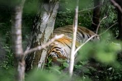 Tigerskoven i Knuthenborg Safaripark er netop blevet indviet, og giver med sine 6000 m2 parkens fem tigre masser af plads at boltre sig på. Foto: Asger Thielsen