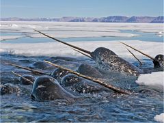 Narhvaler med deres karakteristiske spiralsnoede tand i den tætte pakis. Foto: ©Paul Nicklen / paulnicklen.com