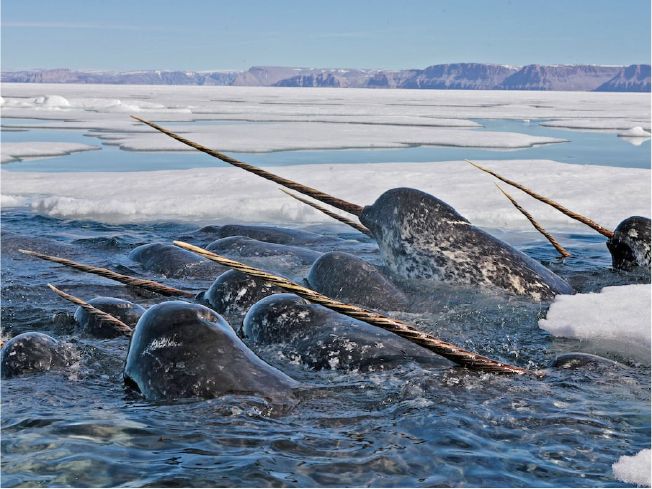 Narhvaler med deres karakteristiske spiralsnoede tand i den tætte pakis. Foto: ©Paul Nicklen / paulnicklen.com