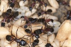 Når myrerne vågner, kan de ikke finde føde, fordi jorden er kold, så hvis du vil forhindre, at de går ind i huset for at hente føde, skal du sprøjte-behandle tidligt. Foto: PR.