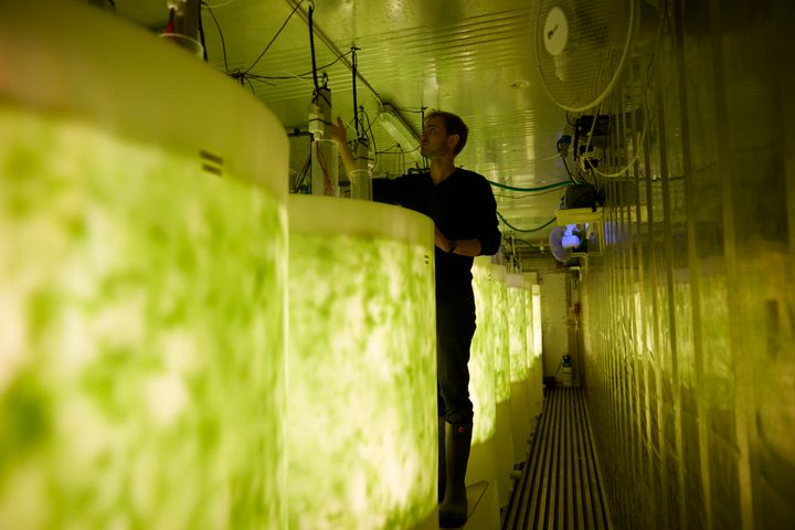 A 40ft container setup equipped with eight one-thousand-liter tanks combines salt water, CO2 and nutrients with LED lights and produces a full batch of seaweed in just one week. Photo: PureAlgae