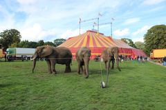 De fire elefanter fra Cirkus Arena og Cirkus Trapez er nu endegyldigt færdige med at optræde. Nu venter livet i Knuthenborg Safaripark. Foto: Dyrenes Beskyttelse. Til fri afbenyttelse