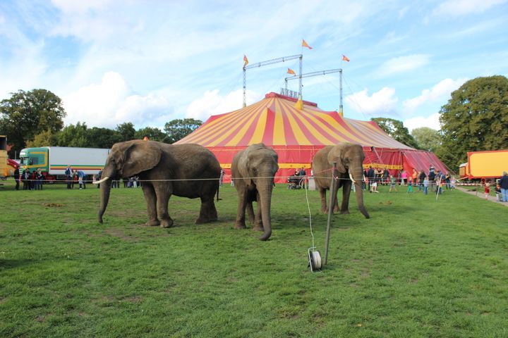 De fire elefanter fra Cirkus Arena og Cirkus Trapez er nu endegyldigt færdige med at optræde. Nu venter livet i Knuthenborg Safaripark. Foto: Dyrenes Beskyttelse. Til fri afbenyttelse