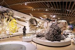 Evolutionssalen på Zoologisk Museum. Foto: Sasha Hegelund, Statens Naturhistoriske Museum
