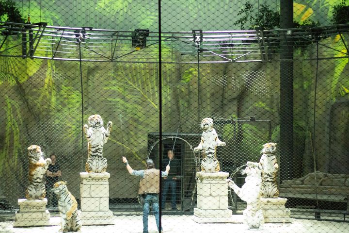 Tigershow i Zoo D'Amneville, Frankrig. Foto: World Animal Protection