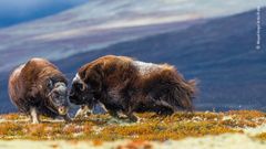 'Head to head' / 'Tvekamp' af Miquel Angel Artús Illana, Spanien ©
To moskusoksehunner kæmper i Dovrefjell-Sunndalsfjella Nationalpark i Norge. Kampen var ”kort, men intens”.