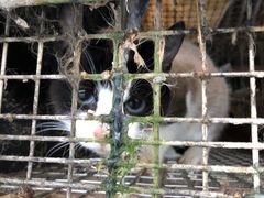 Katte blev holdt i minkbure i minusgrader. Foto: De Glemte Danske Ræve