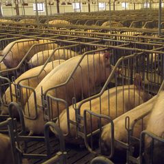 EU's parlamentarikere har besluttet, at det skal være slut med fikserede grise og andre tremmedyr som høns, kalve, kaniner, ænder og gæs i EU's landbrug.