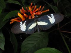 I Tropehuset flyver sommerfuglene hele året rundt. Foto: Erik Krogsgaard