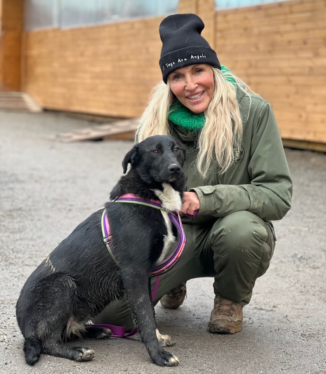 design Il rulle Dyreværnet og Linse hjælper Ukrainske hunde | Dyreværnet - Foreningen til  Værn for Værgeløse Dyr