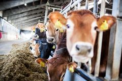 En stor del af de drivhusgasser, som landbruget udleder, stammer fra køernes bøvser. Når de nedbryder foderet i deres maver, producerer de metangas, som de bøvser op. Men noget tyder på, at forskellige typer foder, kan være med til at reducere, hvor meget gas de bøvser op. En af de lovende typer foder er alger. Foto: Jesper Rais, AU Kommunikation.