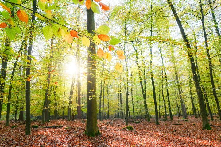 Foto: Pixabay