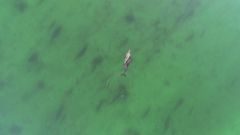 Dronefoto af enkelt marsvin