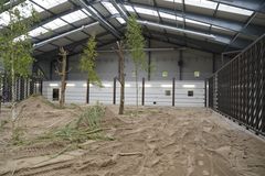 I uge 42 sætter Dyrenes Beskyttelse og Knuthenborg Safaripark fokus på elefanter, når de holder Elefantastisk Efterårsferie. Her bliver det for første gang muligt for danskerne at komme helt tæt på parkens fire kæmper, da man blandt andet kan komme på besøg i elefantstalden og gå på oplevelse på Europas største elefantslette. Foto: Dyrenes Beskyttelse. Til fri afbenyttelse.