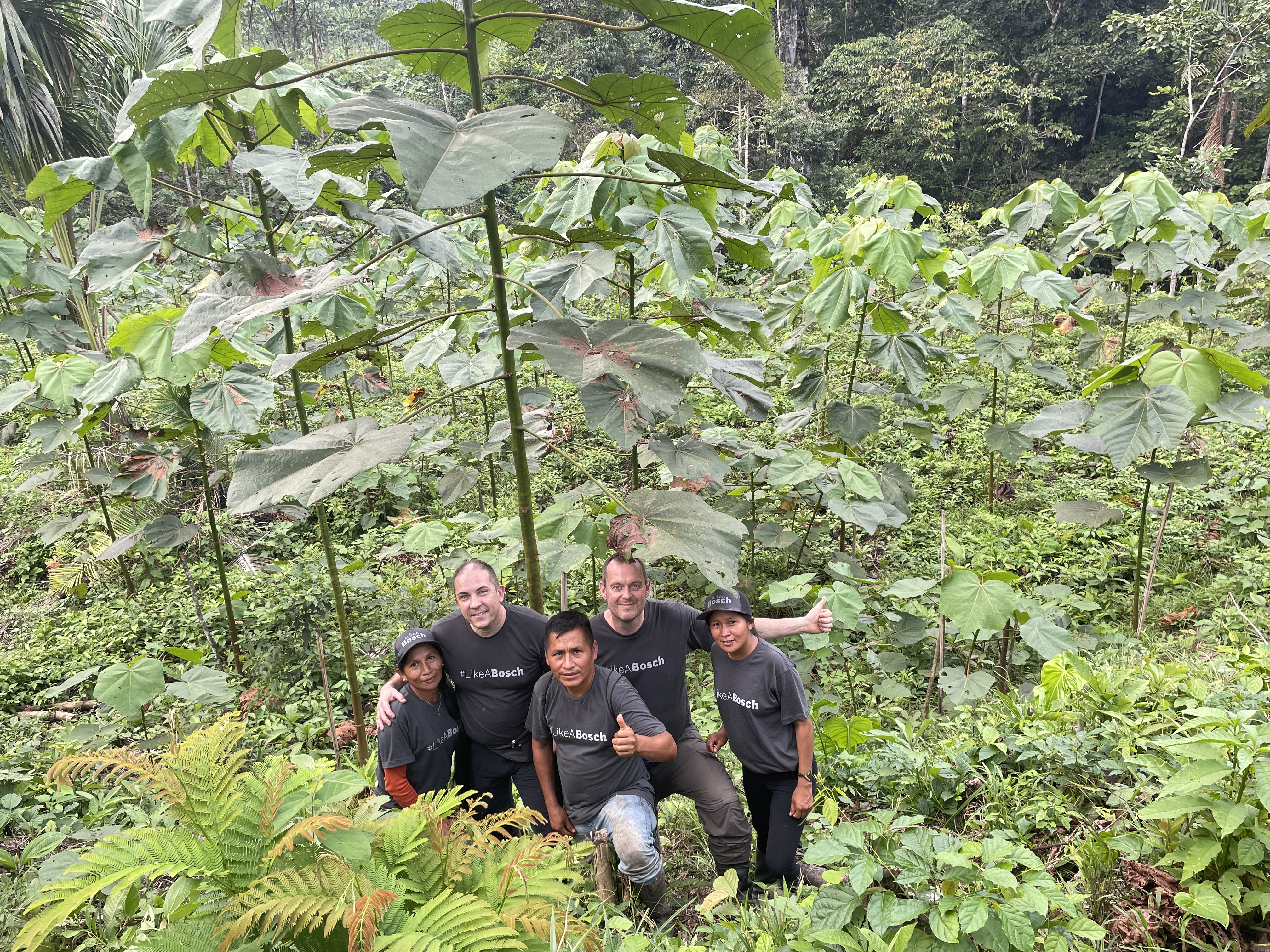 hurtigst voksende træ redder shuar-folket i Ecuador | Growing Trees