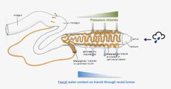 As the beetle's kidneys encircle its hindgut, the leptophragmata cells function by pumping salts into the kidneys so that they are able to harvest water from moist air through their rectums and from here into their bodies.