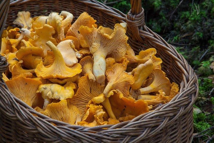 Kurv og kniv er essentielle at medbringe, hvis man skal ud at sanke og gerne vil have sine svampe hele og flotte med hjem. Foto: PR.
