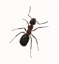 Hvis myrerne er kommet indenfor, er myrelokkedåserne et effektivt middel. Foto: PR.