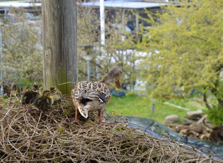 En andemor finder steder at ruge sine æg, hvor mennesker kan tænke, at de ikke hører til. Men i virkeligheden hører de hjemme alle de steder, hvor der bare er den mindste smule natur. Foto: Dyrenes Beskyttelse.
