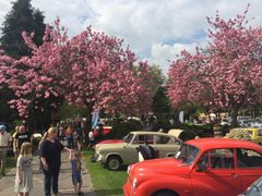 550 veteranbiler fra hele landet fyldte Jesperhus Blomsterpark ved sæsonåbningen Kr. Himmelfartsdag. Foto : Jesperhus
