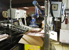 Universal Robot pakker æg hos Cascina i Italien.