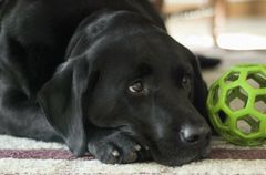 Nytårsaften kan blive en yderst stressende oplevelse for familiens hund, hvis ikke man tager hensyn til den. Dyrenes Beskyttelse guider dig til, hvordan man kan forberede hunden på denne aften. Foto: Dyrenes Beskyttelse.