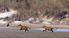 To unge tigre i Bardia Nationalpark, Nepal. Foto: WWF