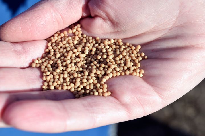 Store Heddinge Vandværk fjerner så meget kalk fra vandet, at de forventer at producere 60-65 tons af disse kalkkugler om året.