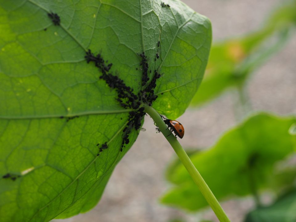 Haveliv: Skadedyr og svampesygdomme stortrives efter mild | Plantorama