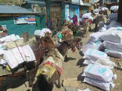 Fødevarer og hygiejneudstyr pakkes på æsler det sidste stykke inden den lange tur op ad bjerget fra Humla til Sarkegad i Nepal.