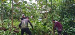 De lokale Shuarindianere i tre landsbyer i Amazonas, i Pastaza provinsen, i Ecuador gør et stort arbejde med at plante og renholde rundt om de nyplantede Balsatræer som bliver til nye arealer med regnskov. Den tidligere landbrugsjord hjælper nu ny regnskov, jobs og økonomi der samtidigt hjælper til at lade den gamle eksisterende Amazonas regnskov og dens store biodiversitet være i fred.