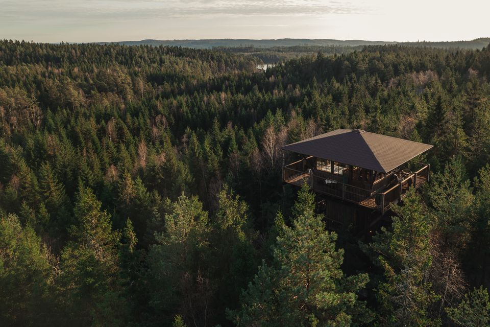 Træer så langt øjet rækker