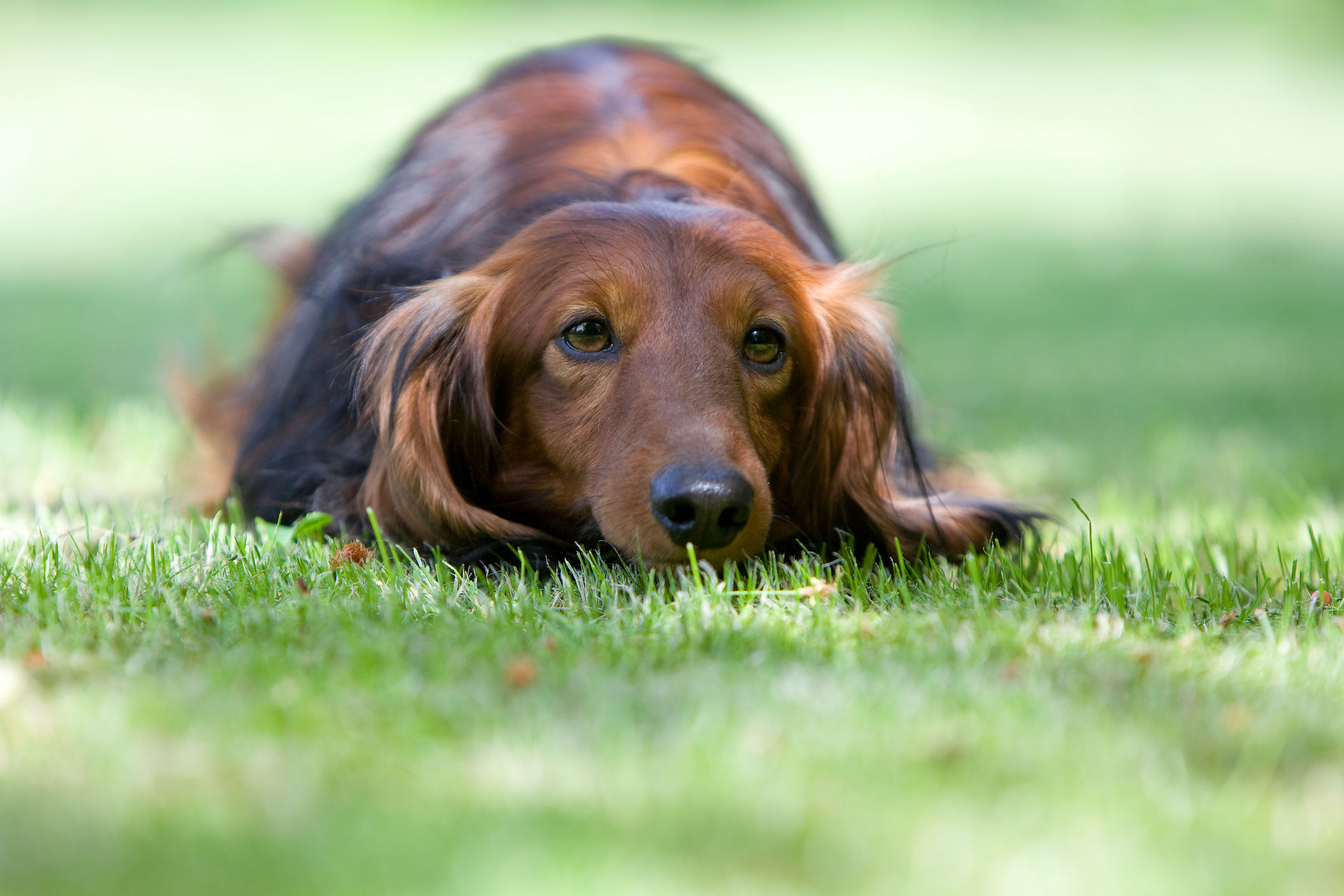 arbejdspladsen kan forårsage stress hos din hund Royal Canin