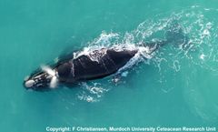 Alle billederne i artiklen her er taget med droner. Det er de samme billeder, forskerne har brugt til at udregne, hvor meget hvalerne vejer. Foto: Fredrik Christiansen.